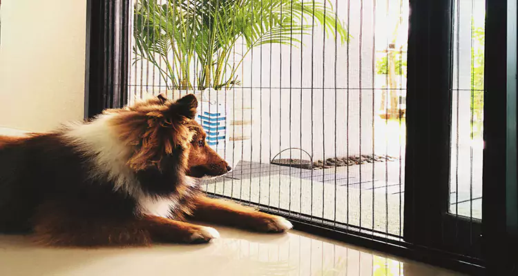 Sliding Screen Pet Door Repair in Fort Walton Beach, FL