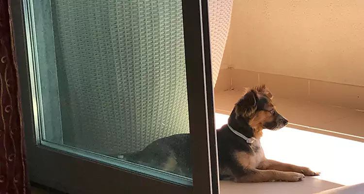 French Door Pet Screen Repair in Fort Walton Beach, FL